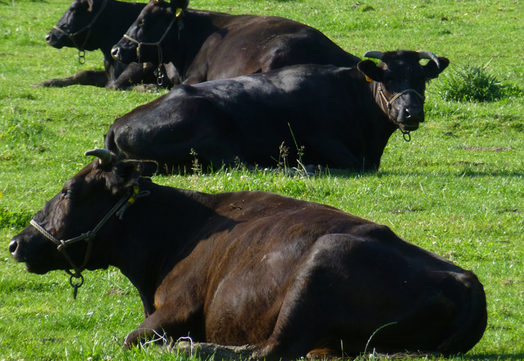 草の上でくつろぐ黒毛和牛